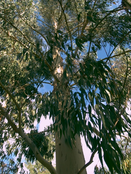 Eucalyptus dalrympleyana
